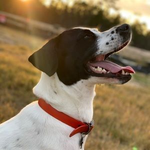 Meet your Posher, Nick